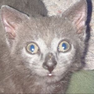 Meet your Posher, Kaley